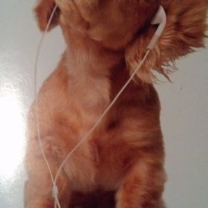 Meet your Posher, Halley